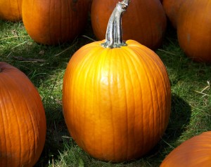 Pumpkin Bread